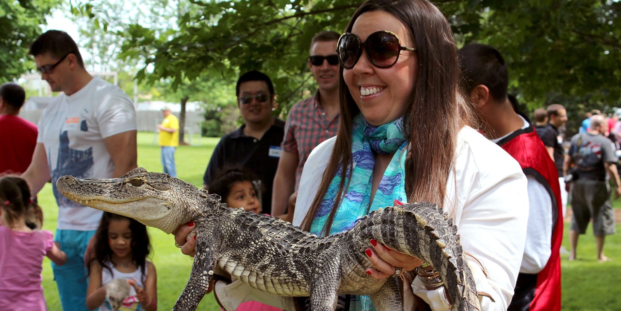 Taming of Wild Animals at the Company Summer Picnic